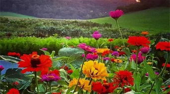 每周營業(yè)兩天，專注精品種子——這個(gè)農(nóng)莊讓人流連忘返